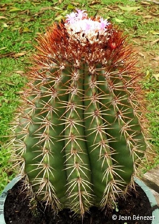 Melocactus broadwayi ©JB